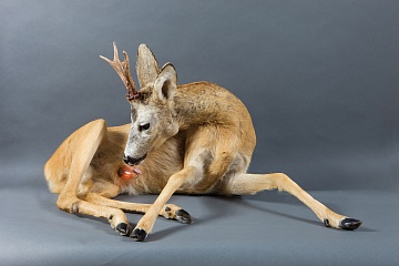 "Bambi. The first wet-dream", 2012