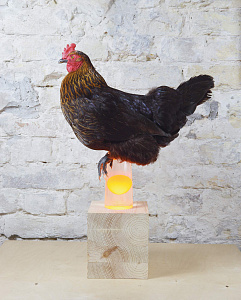 Золоты яйца, 2009; проект «Бытовой сюрреализм»