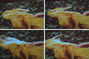 «Видео-дневник браконьеров», 2011