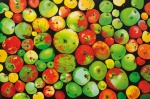  — "Through the prism of apples", 2011