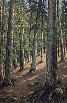 "Pine forest", 1900s