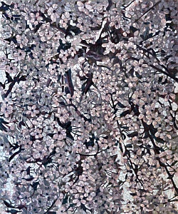"Sakura", 2013