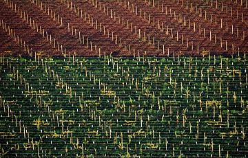 "Vineyards. Australia", 2004